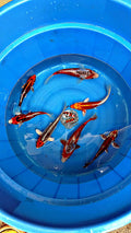Baby Koi Mix — 6-7" — Koda Koi Farm
