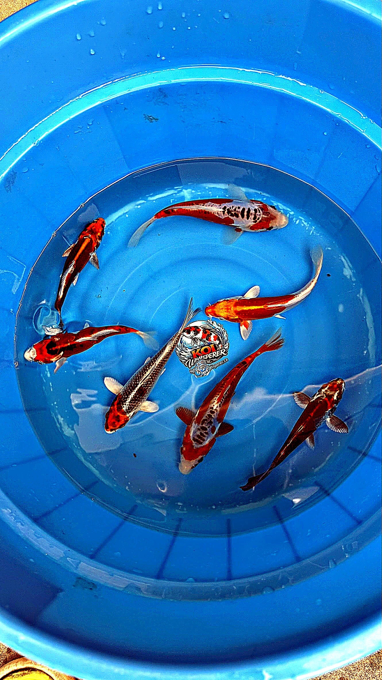 Baby Koi Mix — 6-7" — Koda Koi Farm