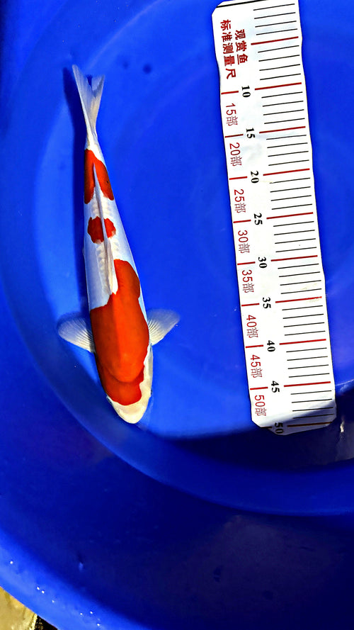 Doitsu Kohaku 17 inch — Ozumi Koi Farm