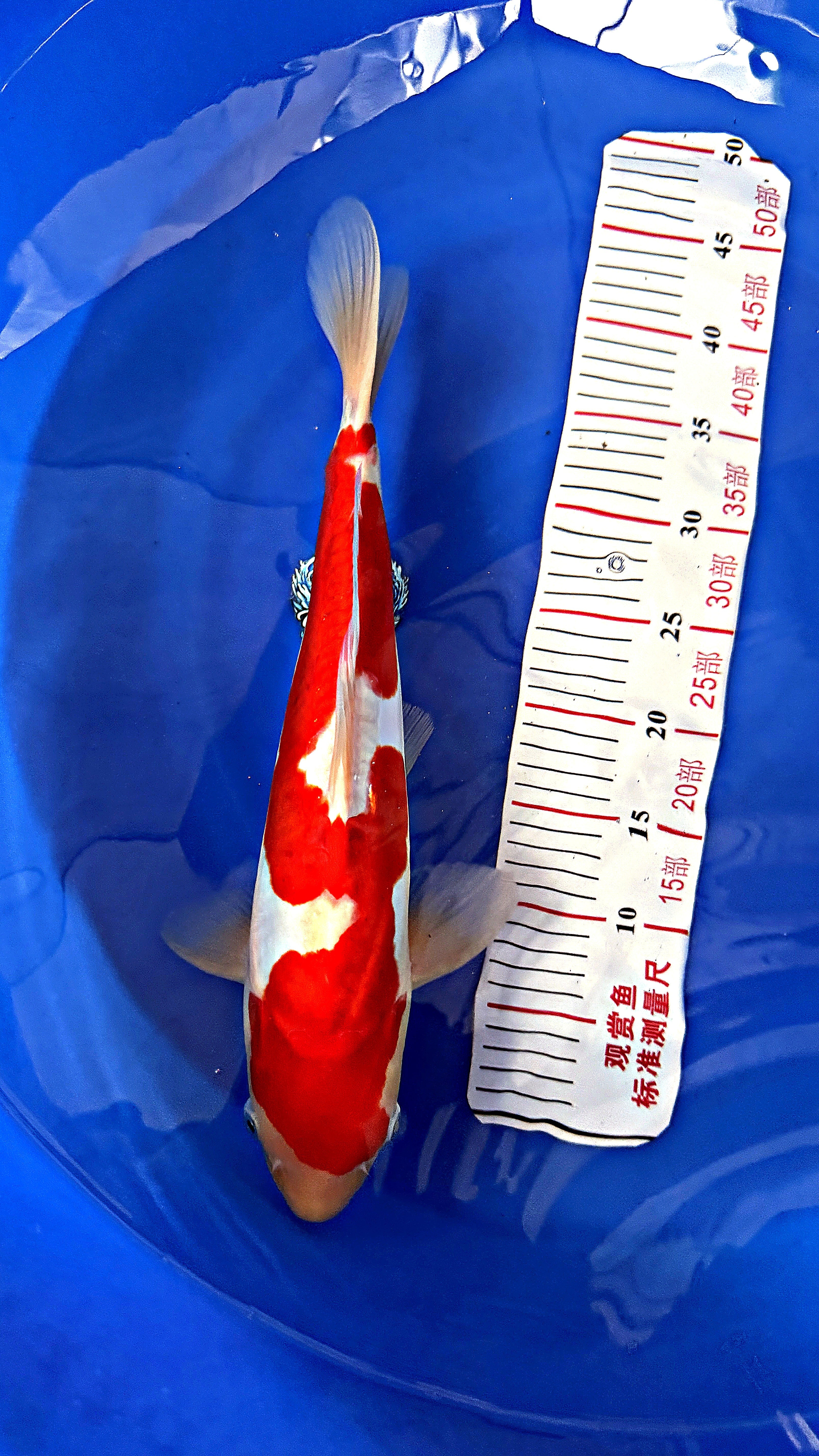Doitsu Kohaku 18 inch — Hiroi Koi Farm