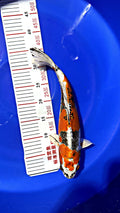 Doitsu Kujaku 16 inch — Ozumi Koi Farm