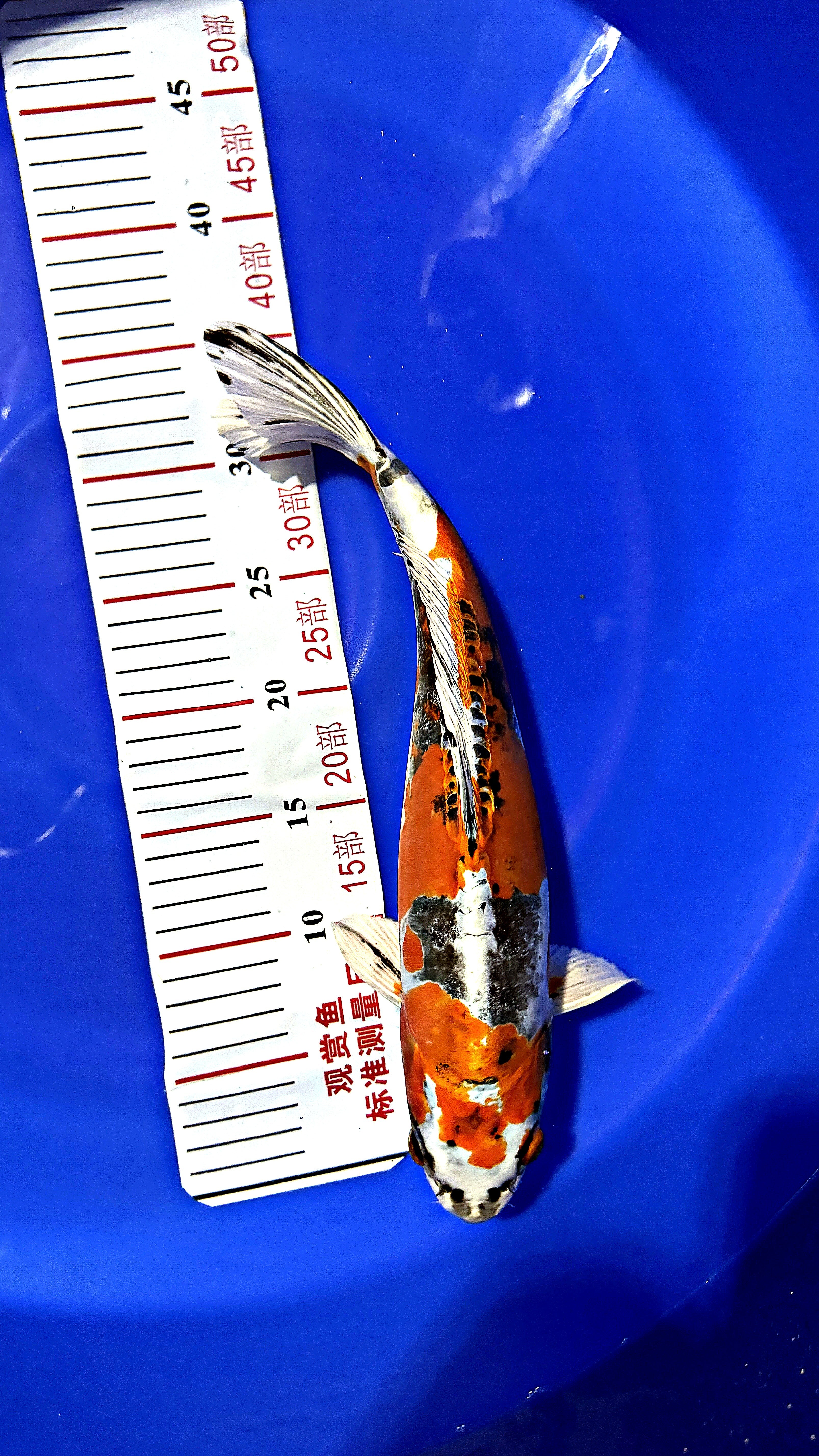 Doitsu Kujaku 16 inch — Ozumi Koi Farm