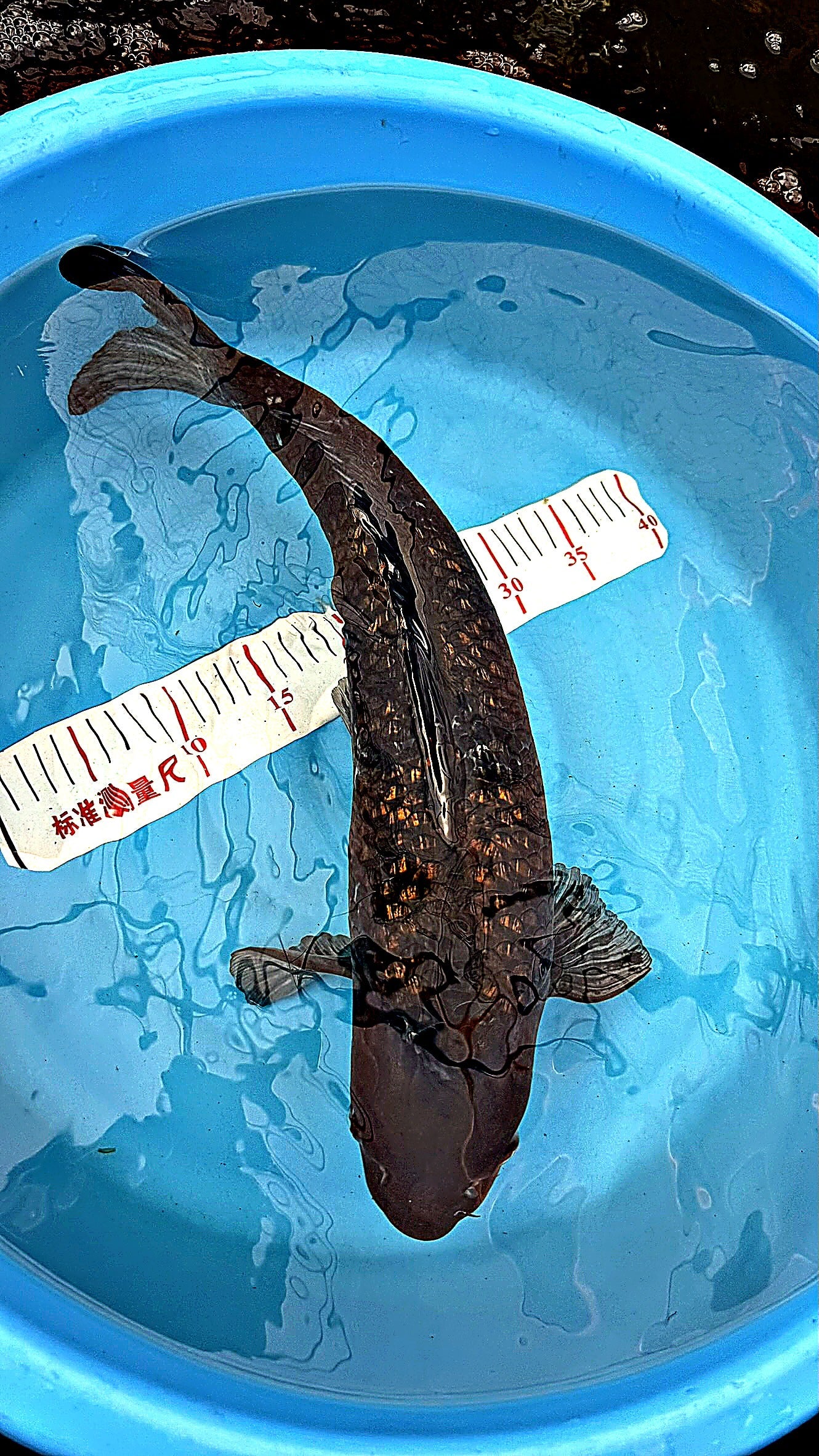 Gin Rin Chagoi 20 inch — Maruhiro Koi Farm