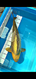 Gin Rin Chagoi 21 inch — Miyatora Koi Farm