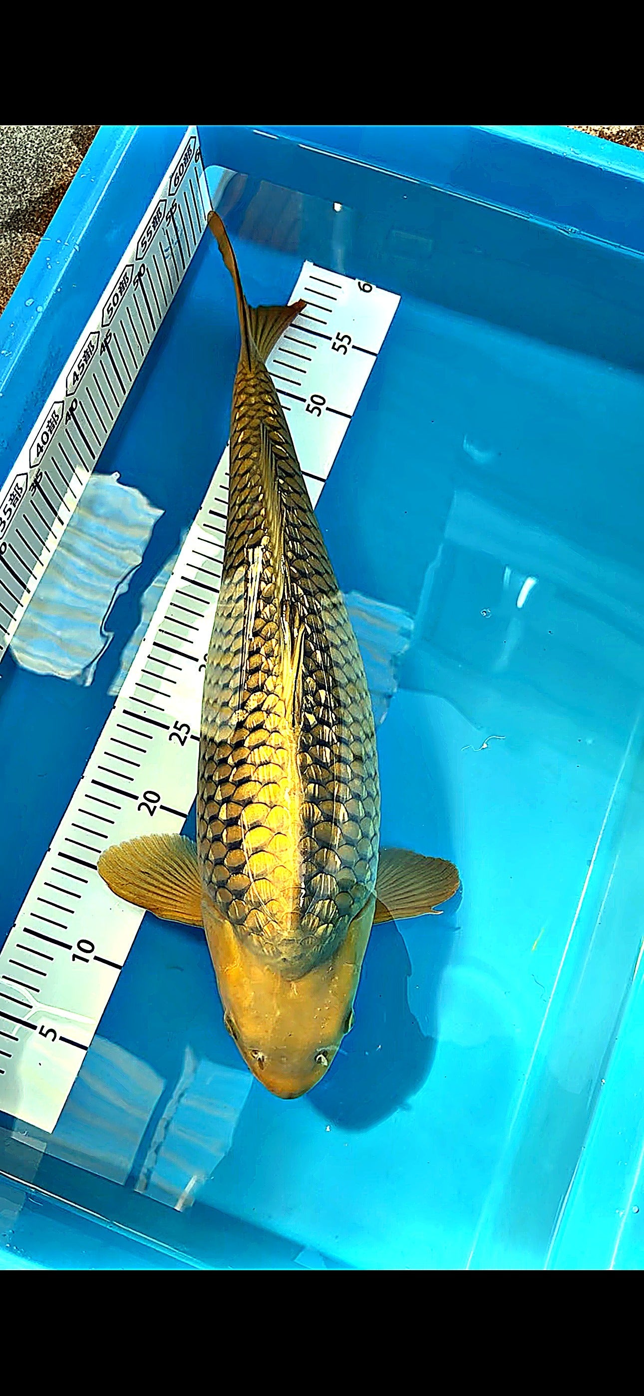 Gin Rin Chagoi 21 inch — Miyatora Koi Farm