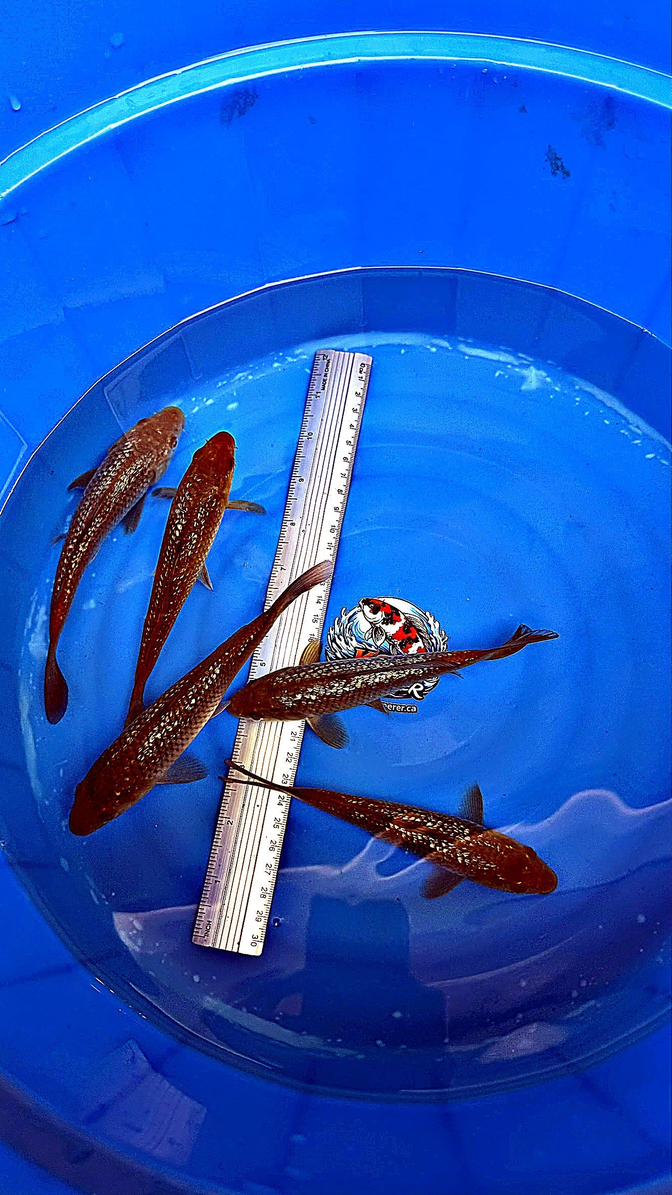 Gin Rin Chagoi Baby 6-7 inch — Marudo Koi Farm
