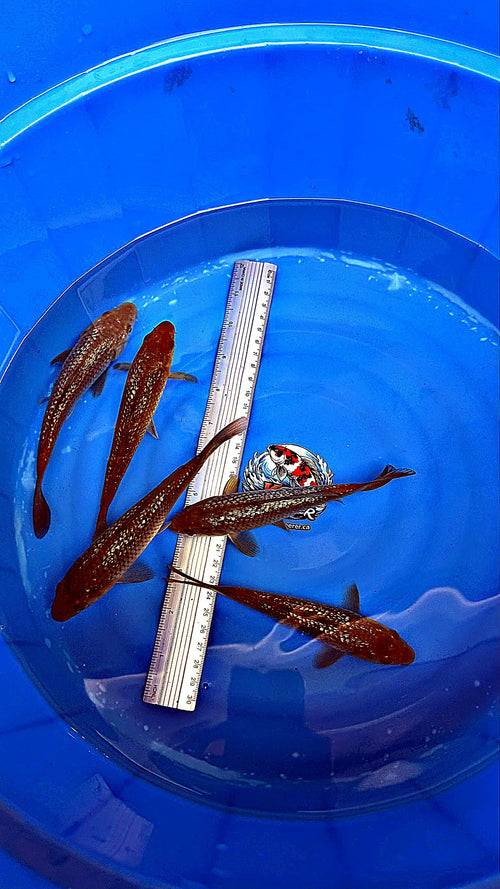 Gin Rin Chagoi Baby 6-7 inch — Marudo Koi Farm