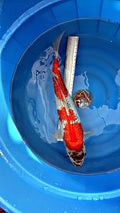 Gin Rin Goshiki 16 inch — Ozumi Koi Farm