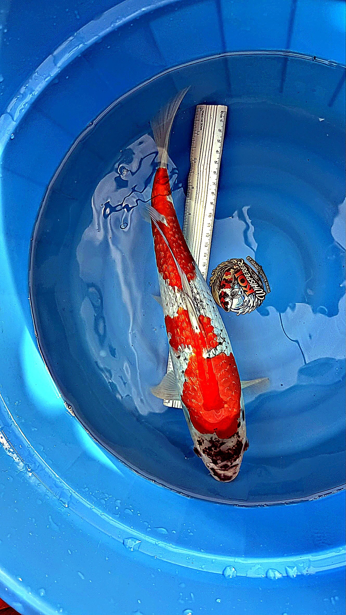 Gin Rin Goshiki 16 inch — Ozumi Koi Farm