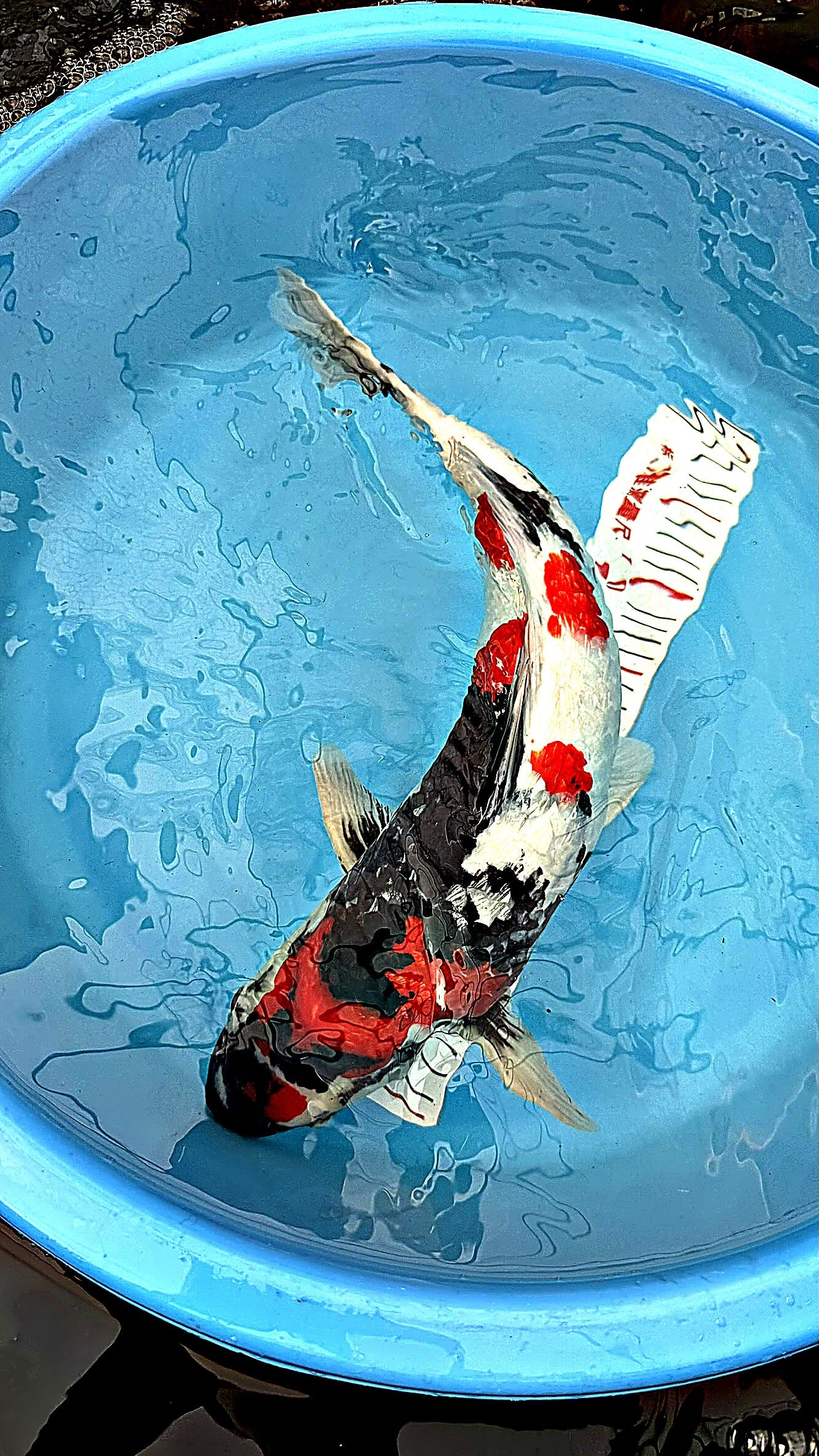 Gin Rin Showa 20 inch — Hiroi Koi Farm