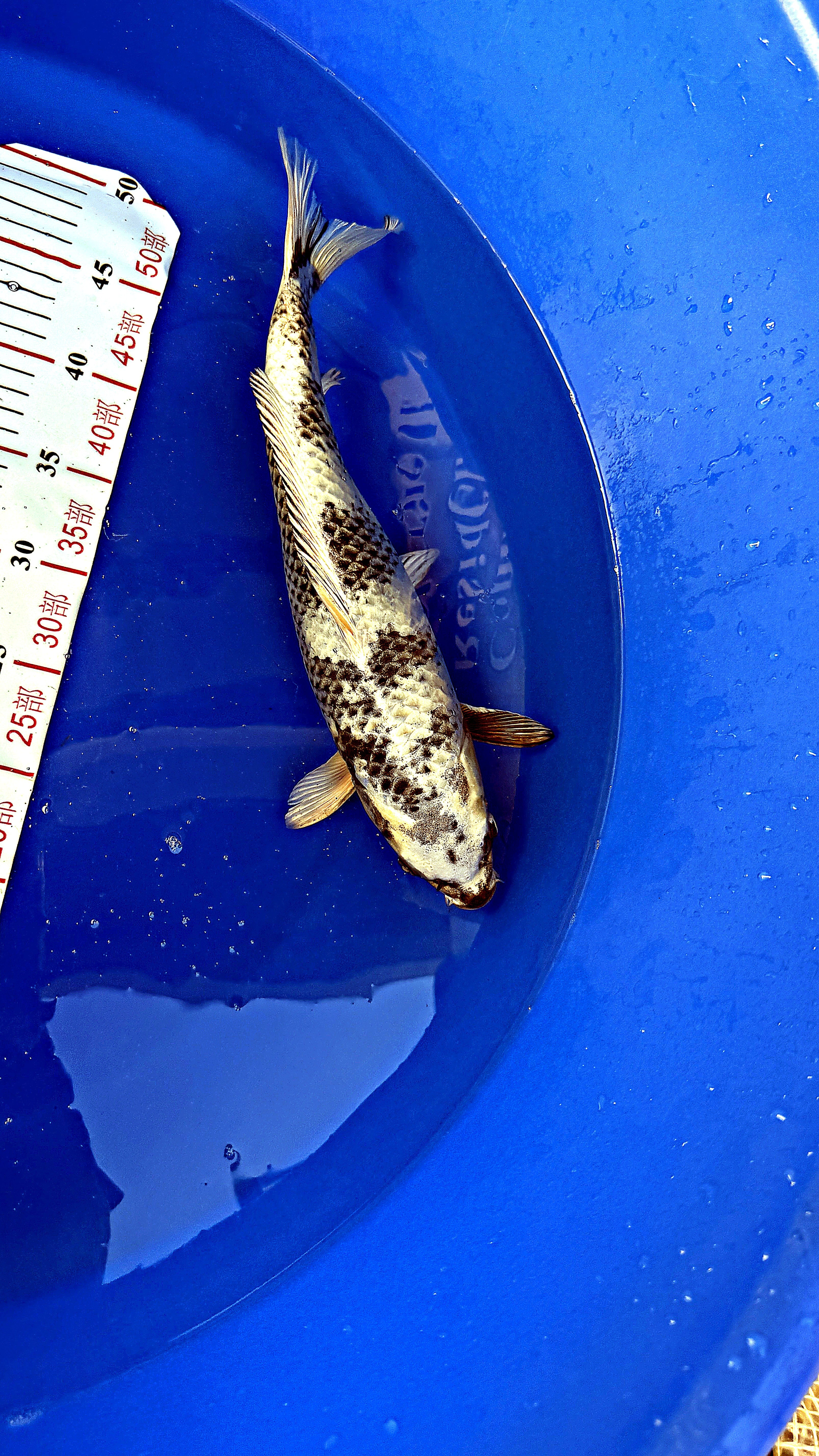 Gin Shiro Utsuri 16 inch — Yamanaka Koi Farm