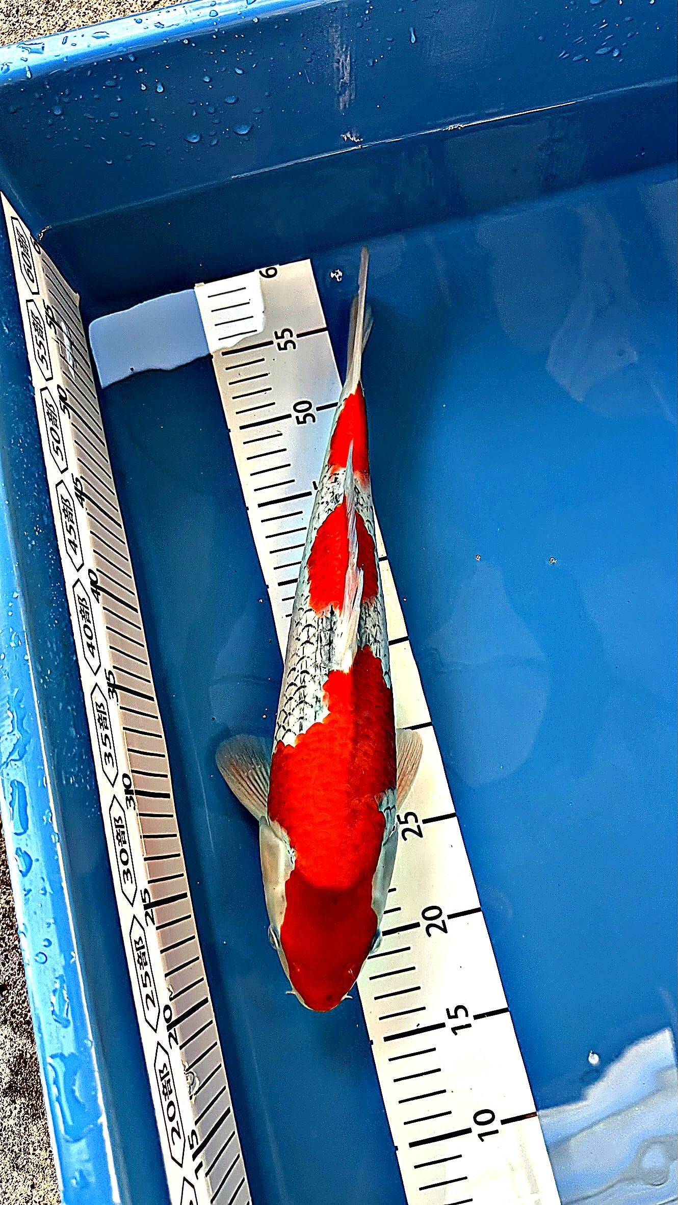 Goshiki 18 inch — Ozumi Koi Farm