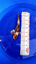Kin Ki Showa 14 inch — Yamanaka Koi Farm