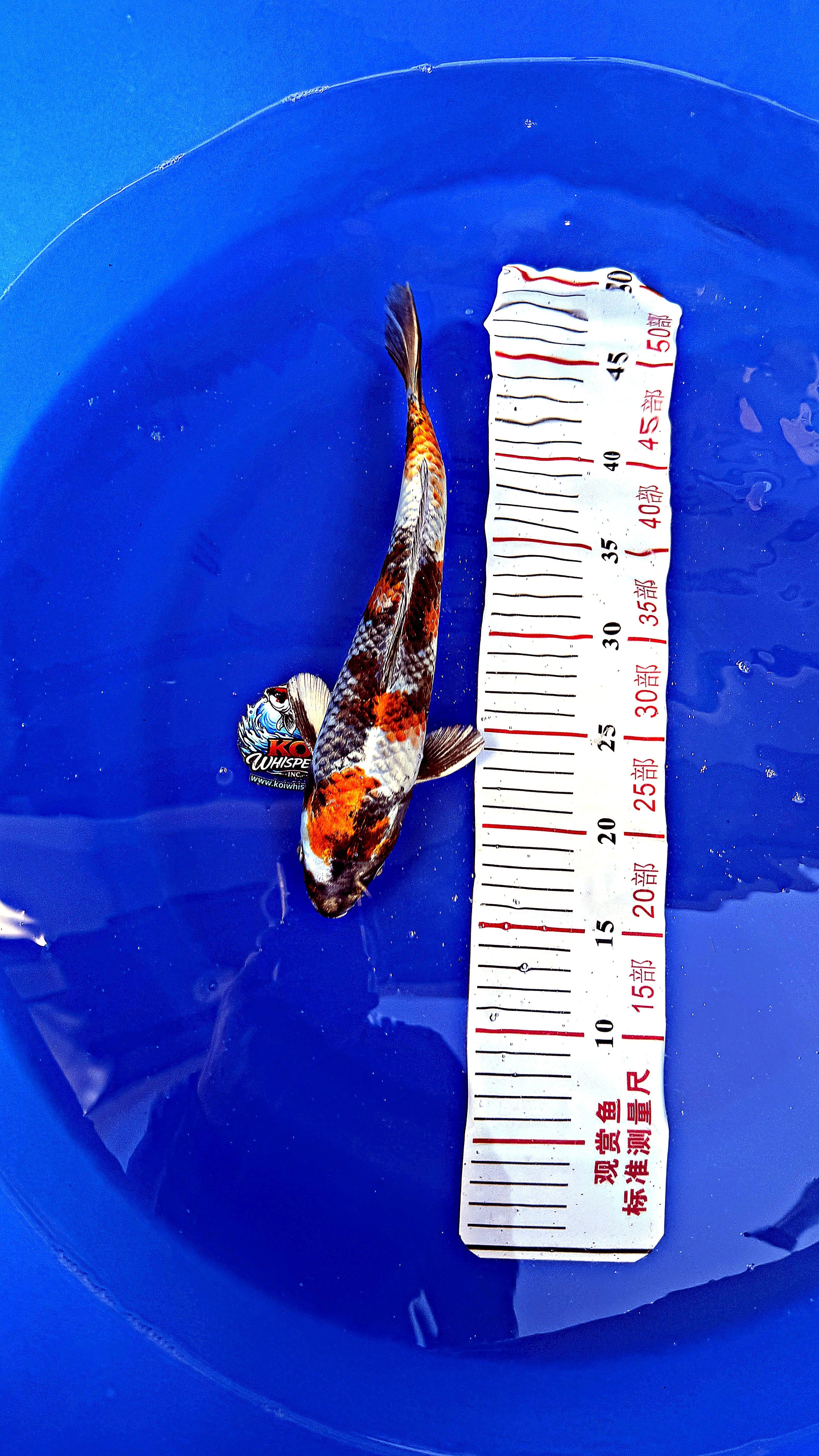 Kin Ki Showa 14 inch — Yamanaka Koi Farm