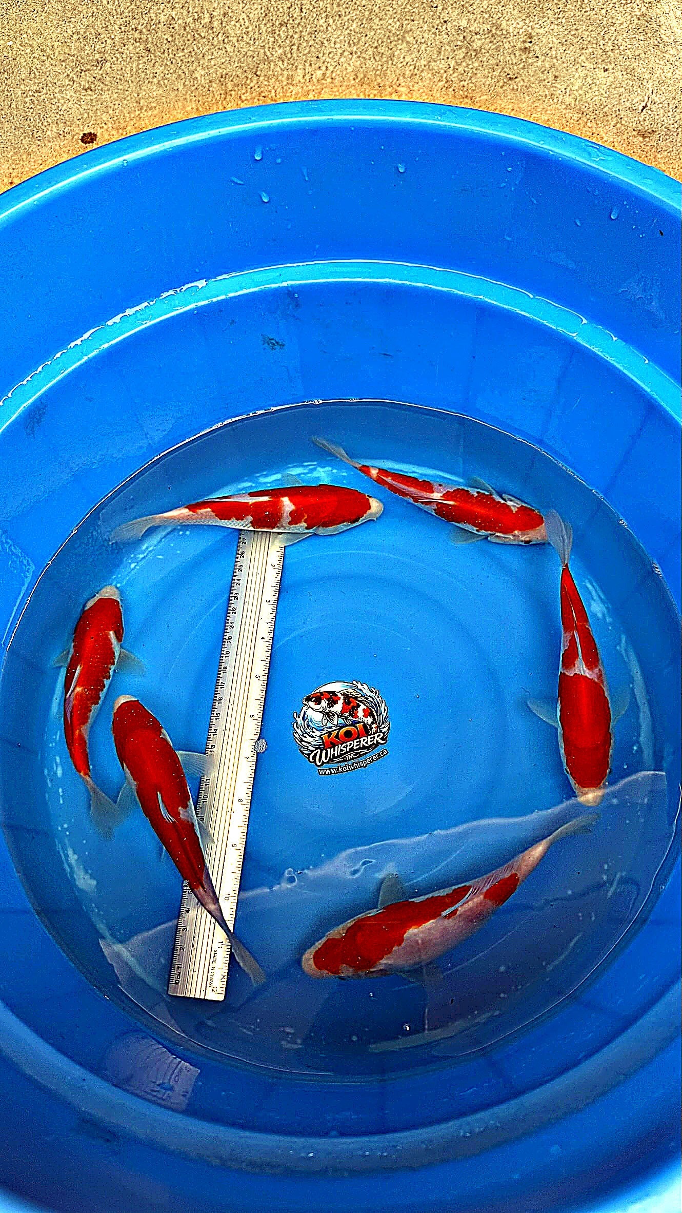 Kohaku Baby 6-7 inch — Genjiro Koi Farm