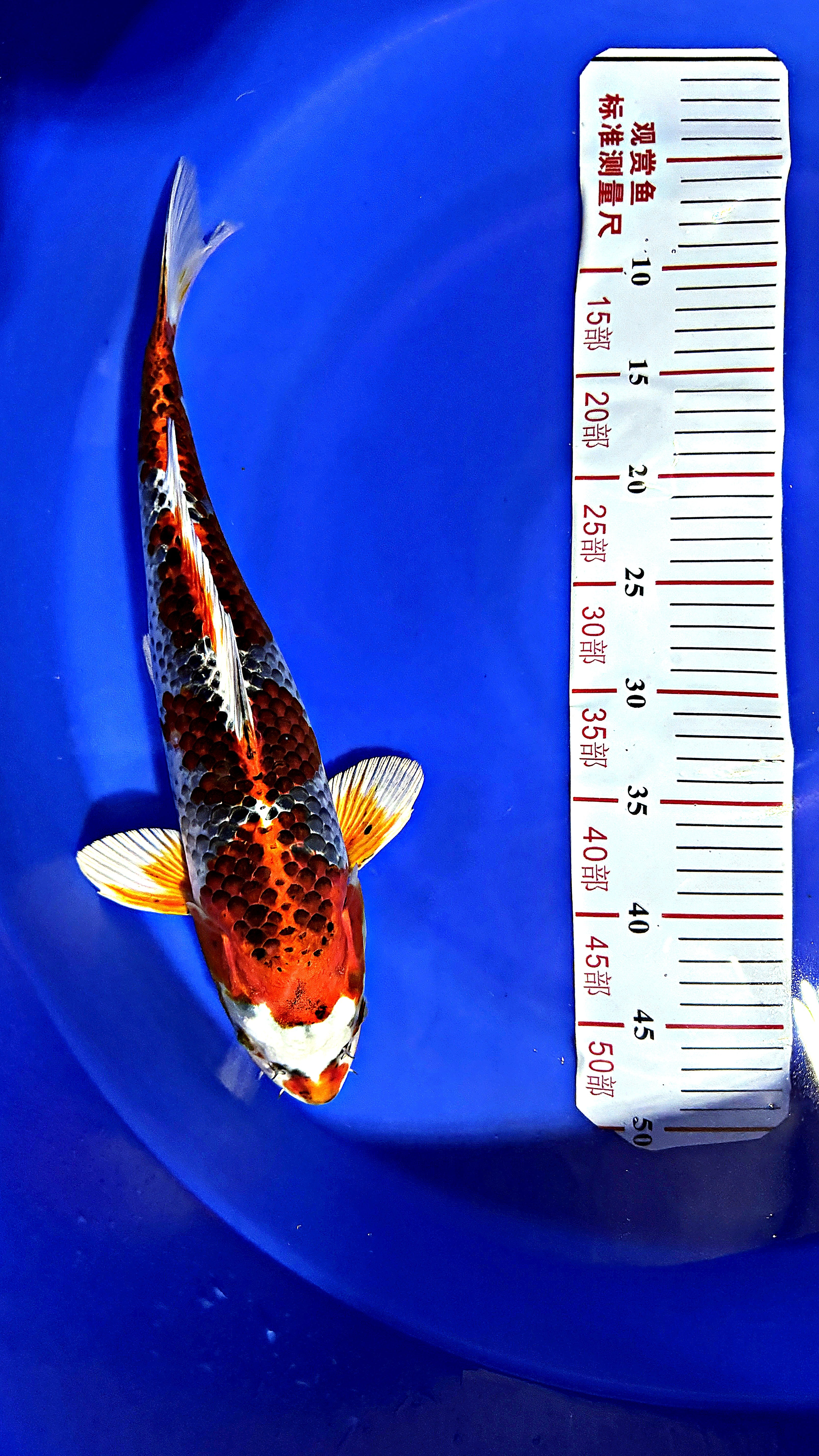 Kujaku 17 inch — Ozumi Koi Farm