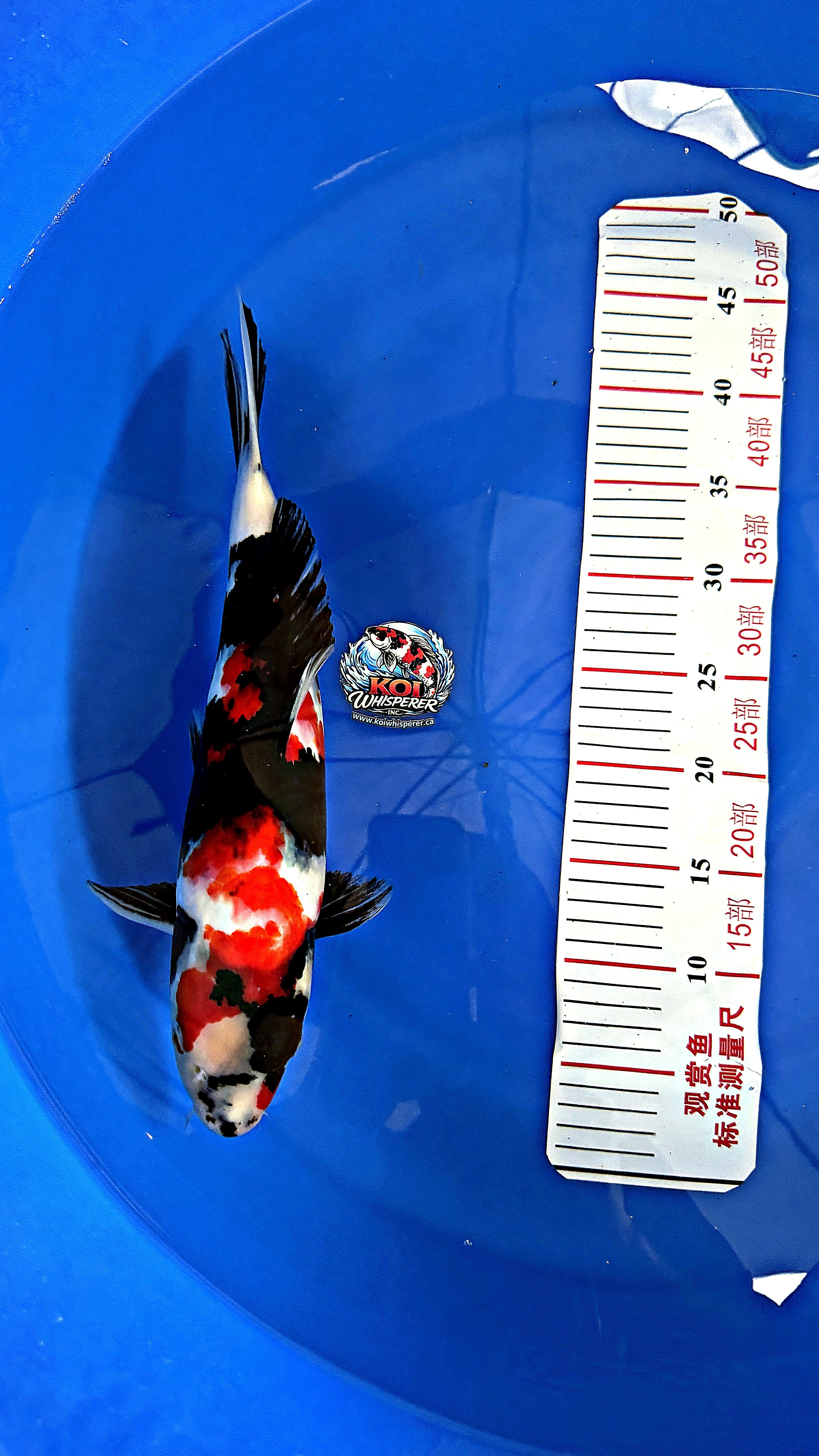Showa 16 inch — Hiroi Koi Farm (B)