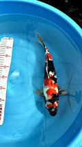 Showa 16 inch — Hiroi Koi Farm (A)