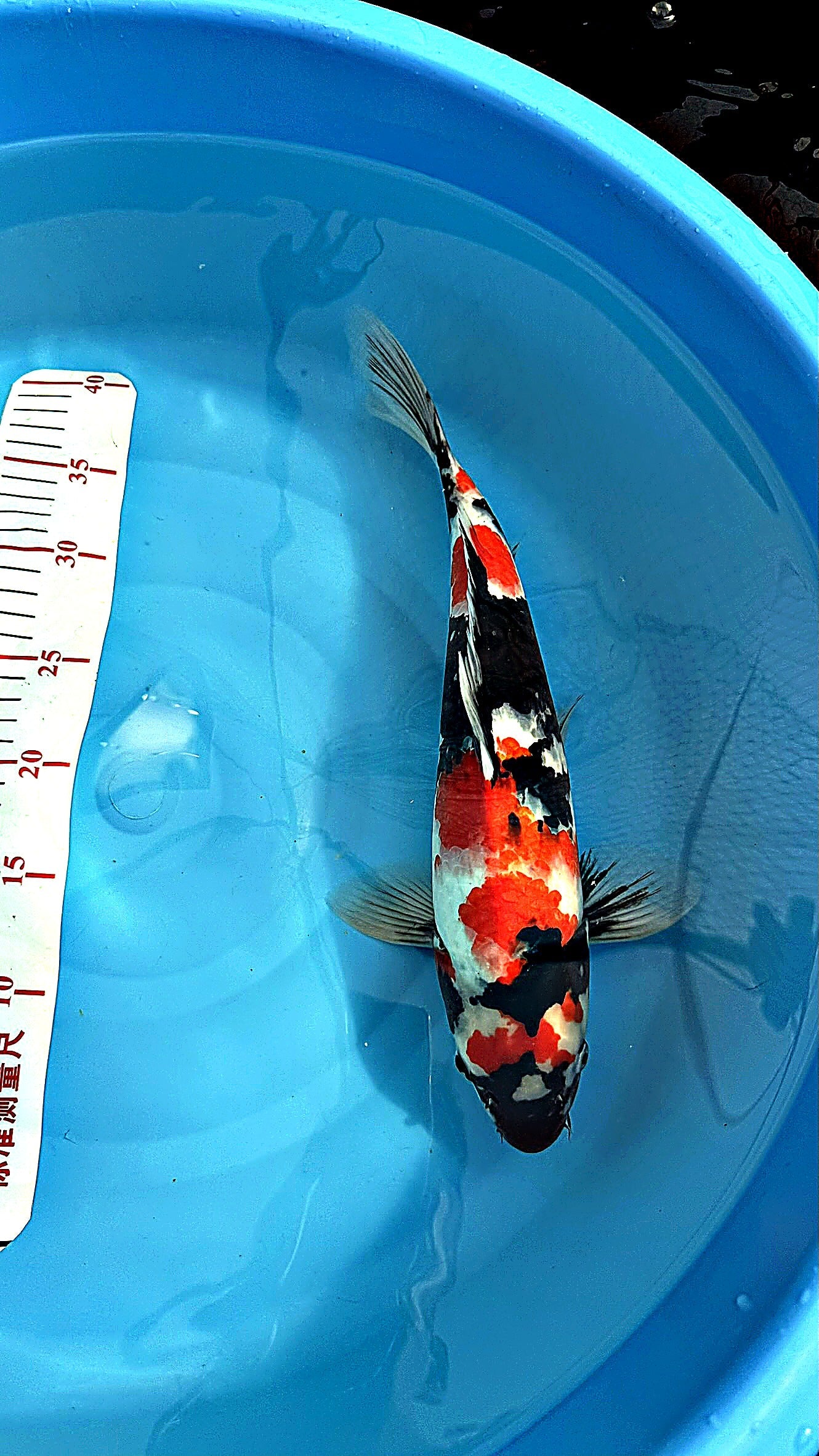 Showa 16 inch — Hiroi Koi Farm (A)