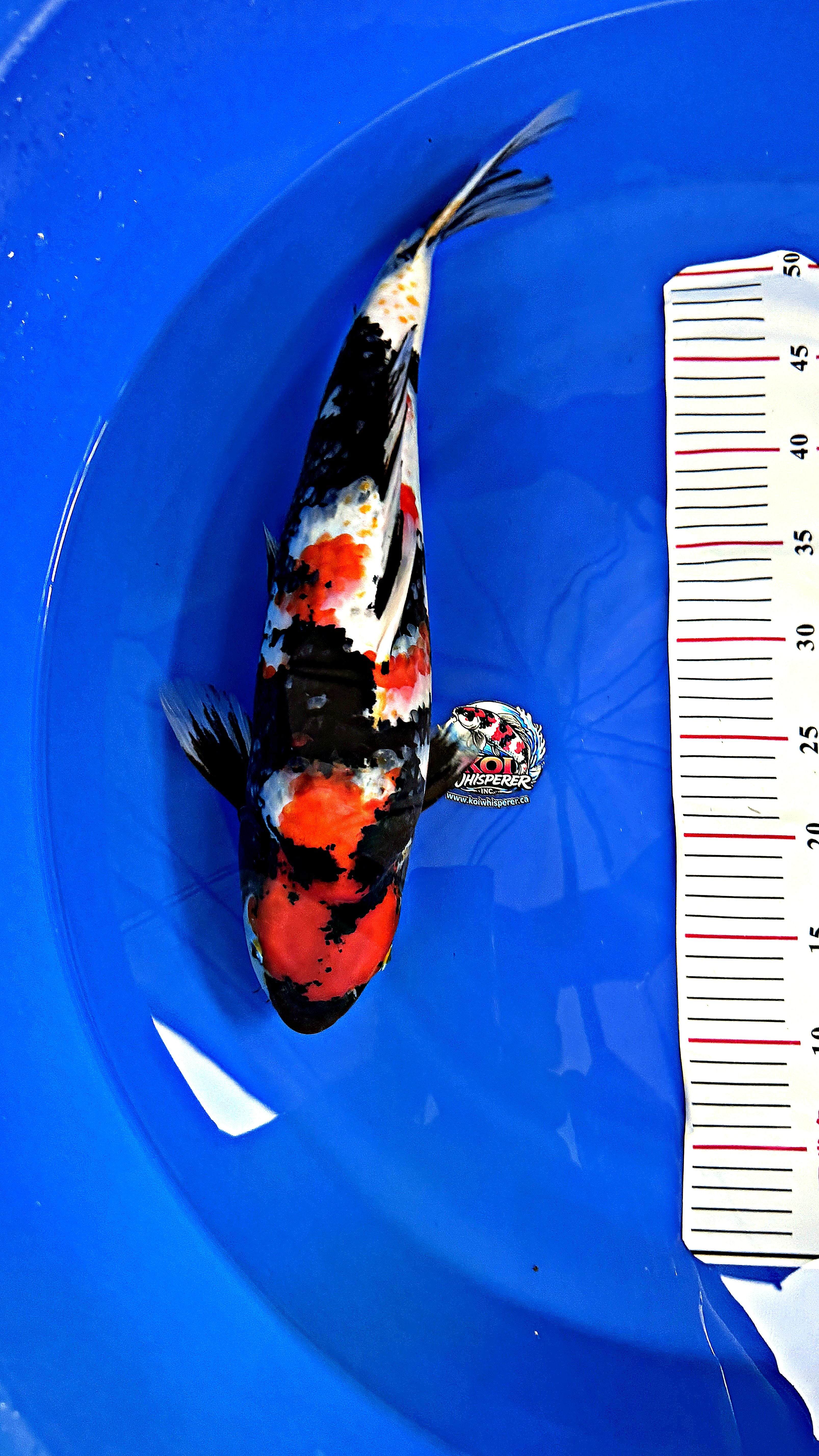 Showa 20 inch — Hiroi Koi Farm