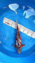 Shusui 16 inch — Maruhiro Koi Farm