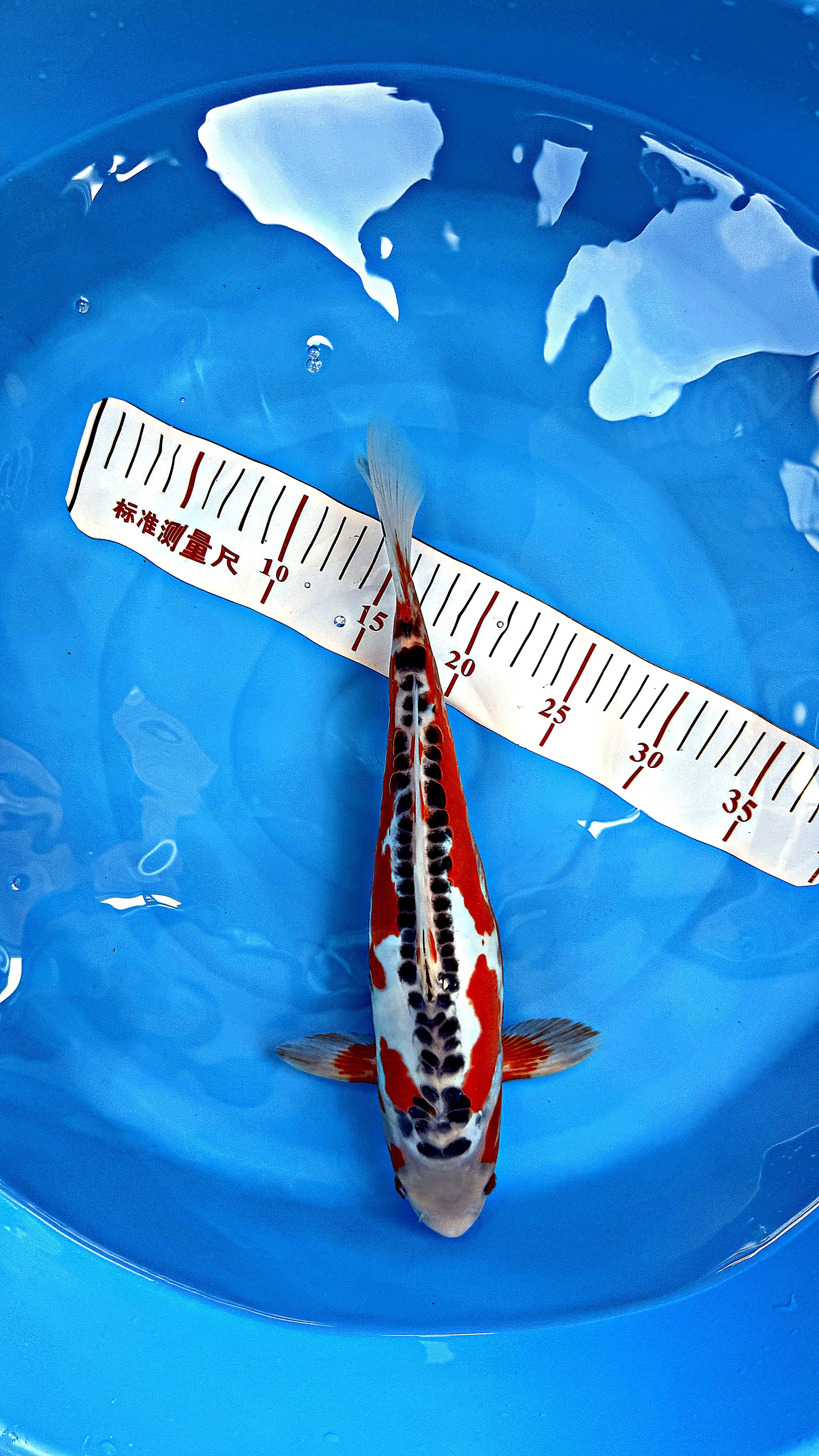 Shusui 16 inch — Maruhiro Koi Farm