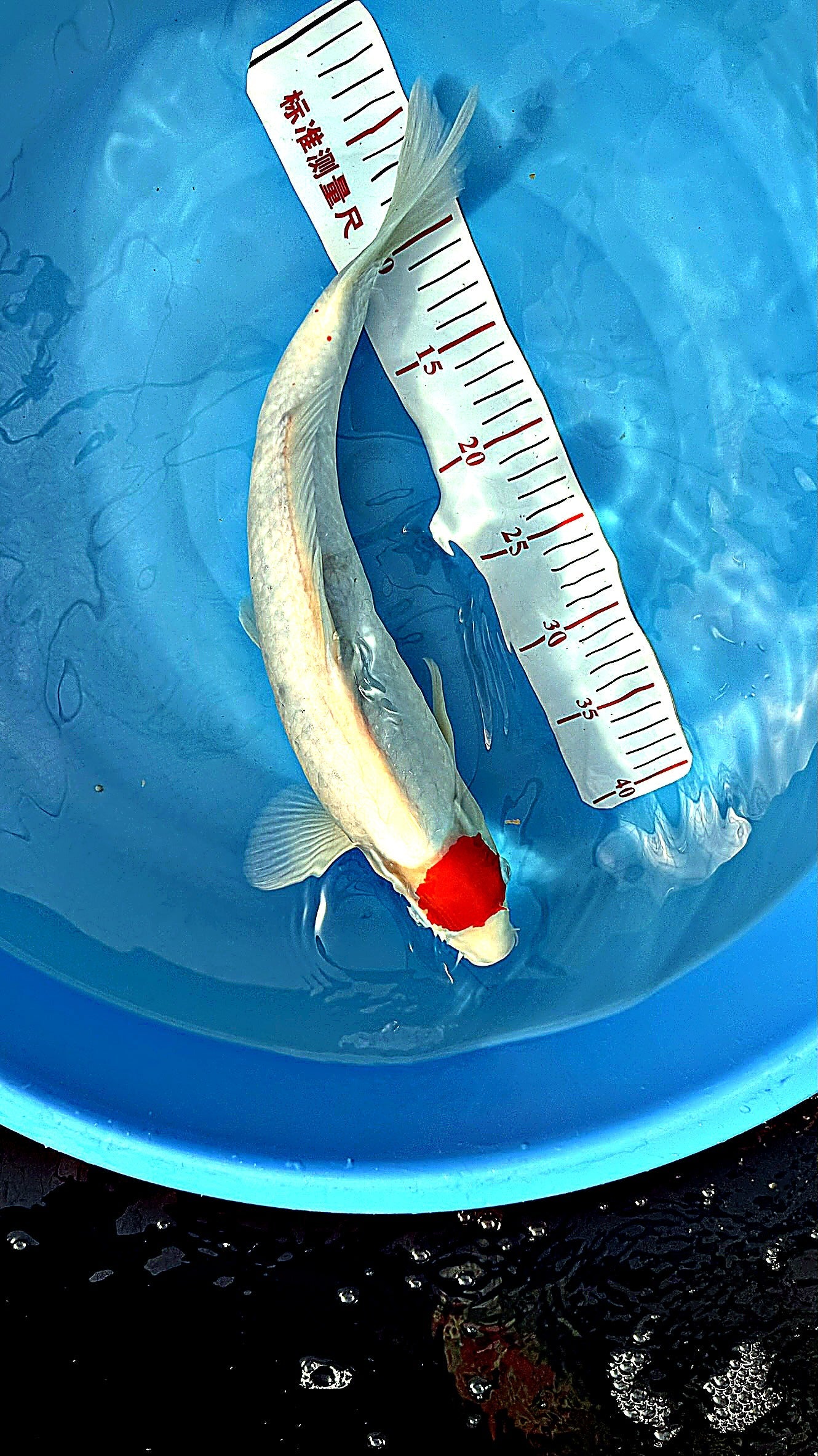 Tancho Kohaku 17 inch — Maruhiro Koi Farm