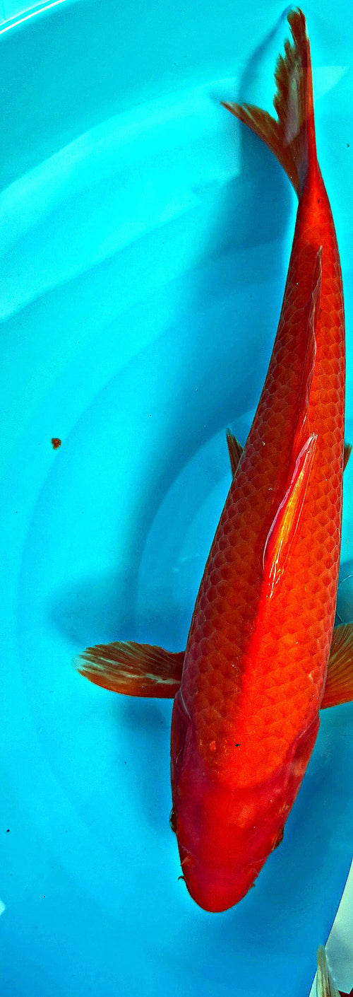 Benigoi 13 inch — Yamasan Koi Farm